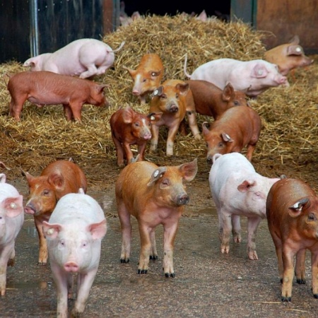 Größeres Bild ansehen